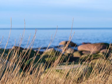 Veczemju Klintis 'in engebeli kıyı şeridi alacakaranlığın yumuşak renkleriyle boyanarak günbatımında doğanın sanatının nefes kesici bir görüntüsünü sunuyor..