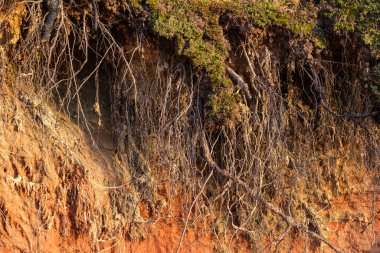 Güneş Veczemju Klintis 'in üzerinde batarken çöken kıyı şeridinden sarkan kökler batan ışığa karşı büyüleyici bir siluet oluşturarak doğanın esnekliğine bir bakış sunuyor.