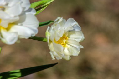 Güneşin kucağında yıkanan laleler, güneşin zarafetine rakip bir zarafetle çiçek açarlar.