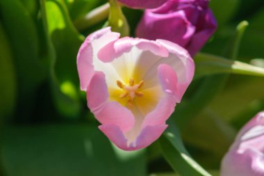 Gün ağardıkça laleler gün ışığında dimdik dururlar. Renkleri doğanın sanatının bir göstergesidir..