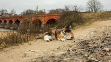 In the heart of Kuldiga, a colorful cat saunters, its vibrant hues contrasting with the timeless beauty of the old red brick bridge clipart