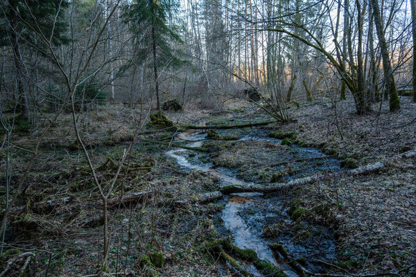 Под навесом пышной зеленой листвы, нежный поток маленькой реки добавляет успокаивающую мелодию к симфонии леса.