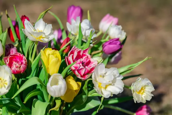 A palette of tulips bathed in sunlight\'s glow, painting the world with nature\'s vibrant brush.