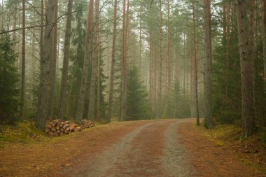 Yoğun sislerin arasından bir yol esiyor, maceraperestleri ormanın mistik derinliklerinde dolaşmaya çağırıyor, gerçekliğin büyüyle karıştığı yerde.