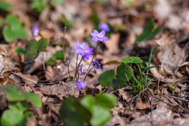 Doğanın yemyeşil duvar halısının ortasında, tek bir mor çiçek, basitlikte bulunan nefes kesici güzelliğin bir kanıtı olarak duruyor..