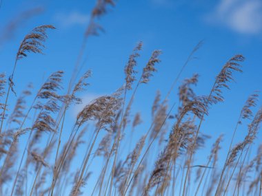 Under the expansive Latvian sky, reeds whisper secrets to the breeze, their silhouette a testament to the beauty of Baltic landscapes clipart