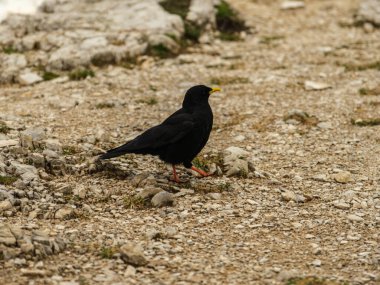 A Pyrrhocorax graculus, or Alpine Chough, stands elegantly on the rugged ground of the Tre Cime Dolomites Trail, blending seamlessly with the dramatic alpine landscape clipart