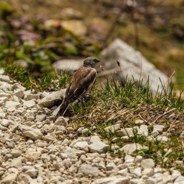 Dolomitlerin karlı ihtişamı: Tepeleri kısmen öngörülemez bulutlarla kaplı Tre Cime Turu