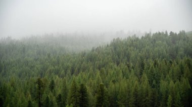 Ladin ağaçları ruhani sislerin arasında dimdik durur, Alp ormanlarında dingin ve büyüleyici bir manzara yaratır.