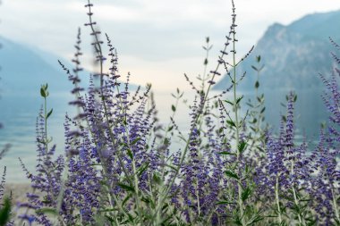 From its crystal-clear waters to the rolling hills and picturesque towns, Lago di Garda offers a stunning visual experience that captures the essence of Italy clipart