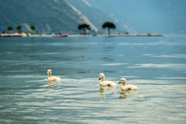 Dolomitler karlı temmuz aylarında sisli zirveler ve dramatik hava ile yürüyüş Tre Cime Turu 'nu cezbediyor.