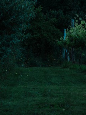 Gece çöktüğünde, İtalya kırsal kesimi muhteşem bir ateş böceği gösterisi için bir tuvale dönüşür. Parlayan ışıklar büyüleyici bir desen örer.