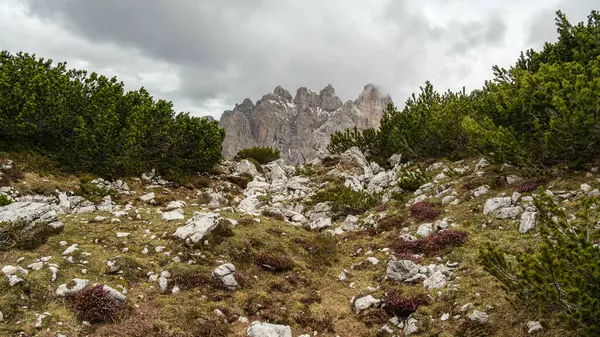 Haziran 'da Dolomitlerin eşsiz güzelliğini yakalayan yemyeşil çimenlerin ön planına karşı kar kaplı Kir Grupları' nın çarpıcı kontrastını deneyimleyin.