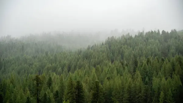 stock image Spruce trees stand tall amidst the ethereal fog, creating a serene and enchanting scene in the alpine forest