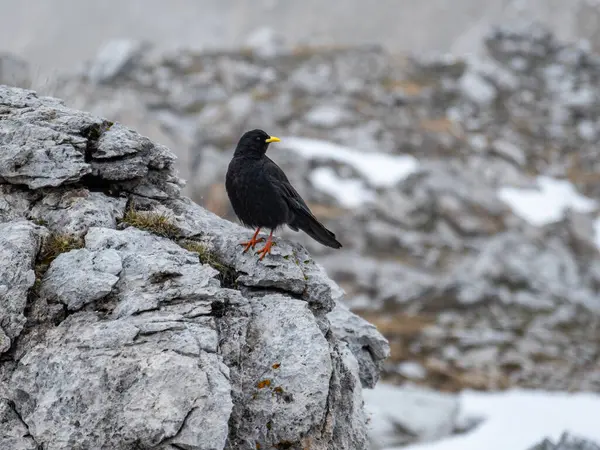 stock image In the otherworldly setting of Val Vallunga, a Pyrrhocorax graculus stands boldly on a stark, Mordor-like rock, adding a touch of life to the dramatic landscape.