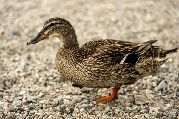 stock image A brown duck enjoys a peaceful rest on the serene shores of Riva del Garda, embodying the calm and beauty of this picturesque Italian lake