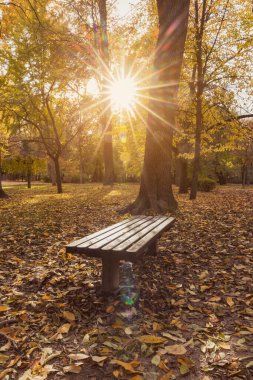 Sonbahar manzarası, ağaçlar ve bitkilerle çevrili kıpkırmızı kahverengilerle kaplı, kuru yapraklarla kaplı bir parkın arka planında, sizi oturmaya ve güzel sonbahar mevsimini düşünmeye davet eden boş bir bankta..