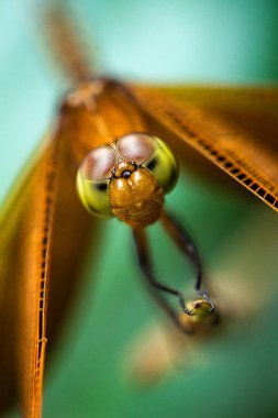 Sarı yusufçuğun makro fotoğrafı