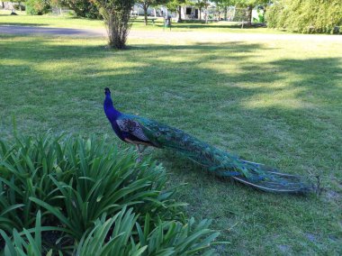 Parktaki çimlerde tavus kuşu