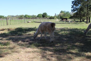 Yeşil bir çayırda beyaz inekler, bir çiftlikte otluyor, kırsalda güneşli bir gün..