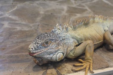 İguana, iguana, iguana, Orta Amerika 'ya yakın.