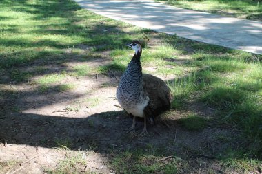 Beyaz bir kazın yakın çekimi.