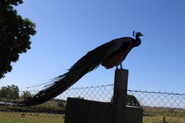 Parktaki güzel tavus kuşu