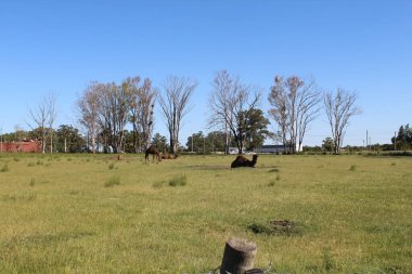 Yeşil çimlerin üzerinde otlayan inek sürüsü.
