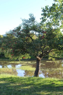 Parkın güzel manzarası