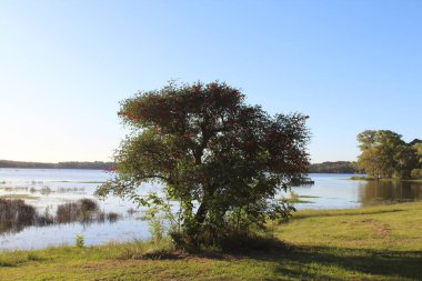 Ormandaki gölün güzel manzarası