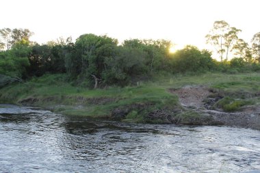 Ormandaki nehrin güzel manzarası