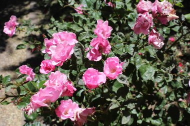 Bahçedeki pembe güller