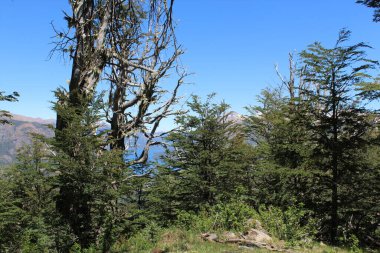 Dağlarda bir ağaç....