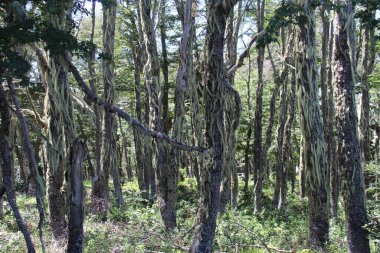 Ağaçlar ve çalılar ormanı