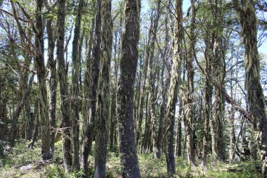 Ormanın güzel manzarası