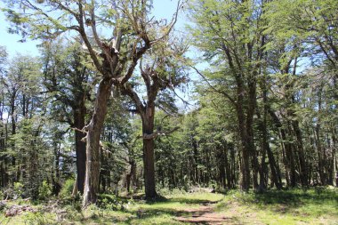 Kırsal kesimde güneşli bir günün ortasında ormandaki ağaçlar