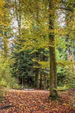 Bir sonbahar ormanı sahnesinin dikey çekimi