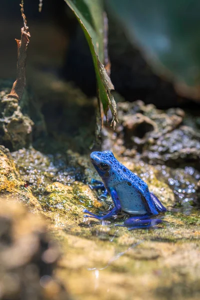 Portrait of a blue poison dart frog, Dendrobates tinctorius azureus