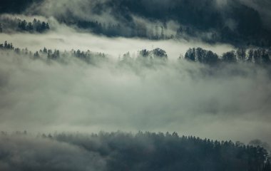 Dağlar ormanında puslu bir sabah, karanlık ve karamsar bir manzara.