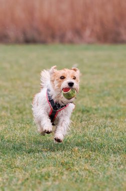 Köpekle top oynuyoruz, Jack russel terrier Arusha