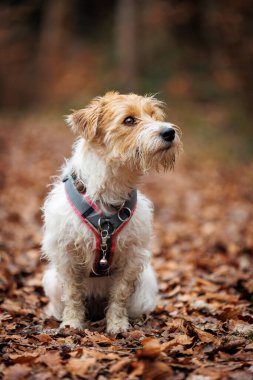 Beyaz ve kahverengi köpek kahverengi yaprakların üzerinde bir ormanda oturuyor, Jack russel terrier Arusha