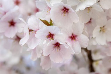 Bahar mevsiminde güzel beyaz ve pembe renklerle kiraz çiçeklerinin resmini kapat.
