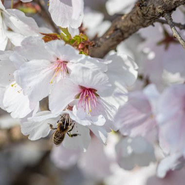 Bahar mevsiminde güzel beyaz ve pembe renklerle kiraz çiçeklerinin resmini çek. Bir arı çiçeklerdeki nektarı toplar..