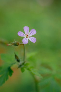 Ormanın kenarlarındaki küçük çiçek, sardunya lucidum.