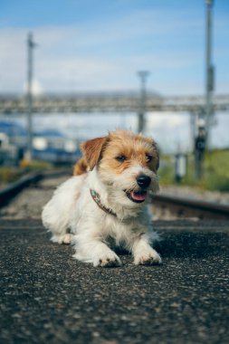 Jack russel terrier Arusha demiryolu arasında şehirde.