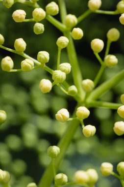 Kapalı, çok yeni yaşlılar kaybedince çiçek açar, baharda çok yeni yaşlı çiçekler açar. 