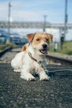 Jack russel terrier Arusha demiryolu arasında şehirde.