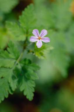 Ormanın kenarlarındaki küçük çiçek, sardunya lucidum.