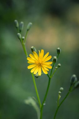 Ormanda sarı çiçekler, meme ucu...