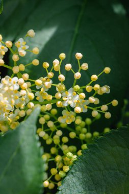 Kapalı, çok yeni yaşlılar kaybedince çiçek açar, baharda çok yeni yaşlı çiçekler açar. 
